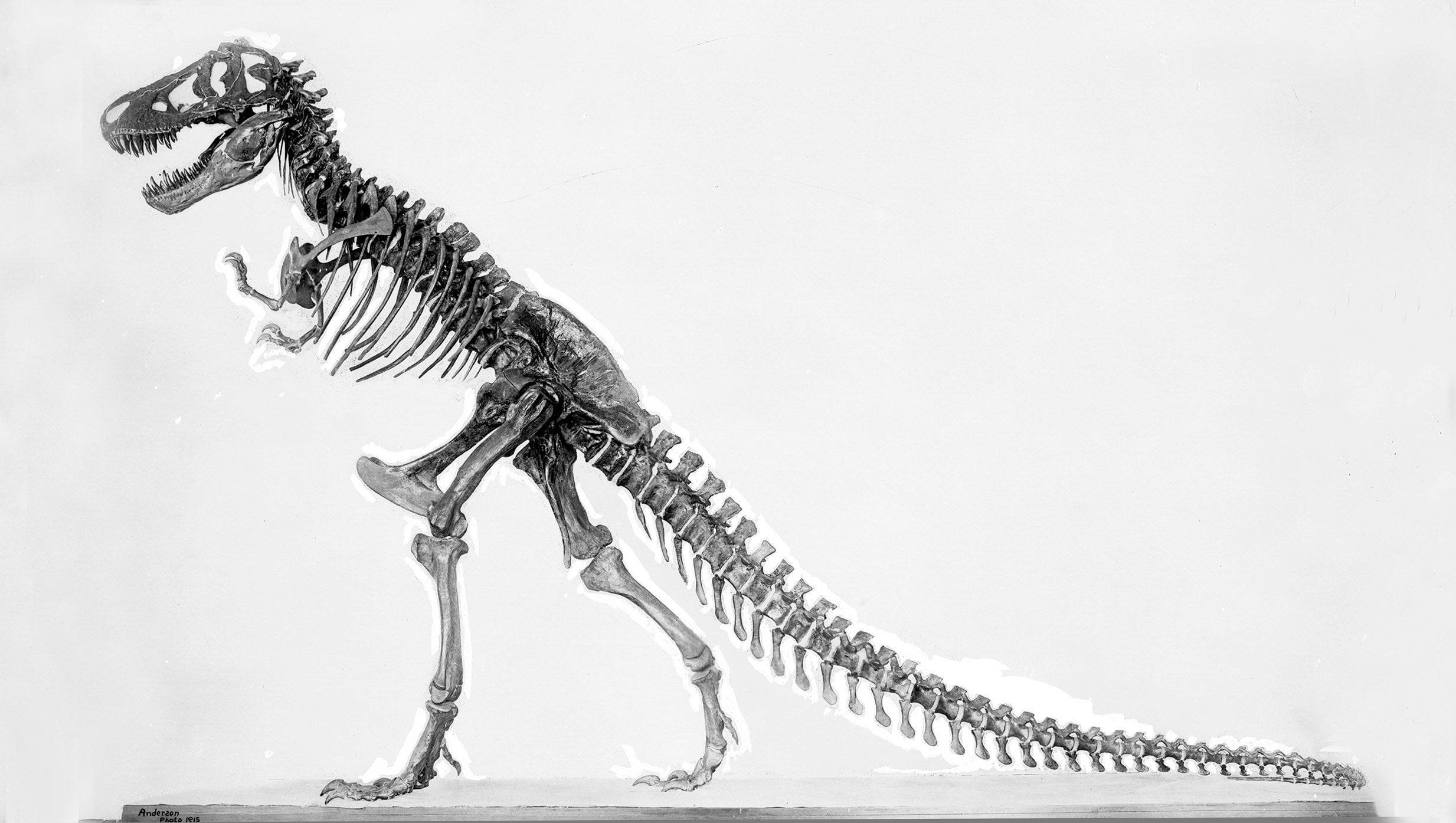Historical depiction of upright T-Rex posture
