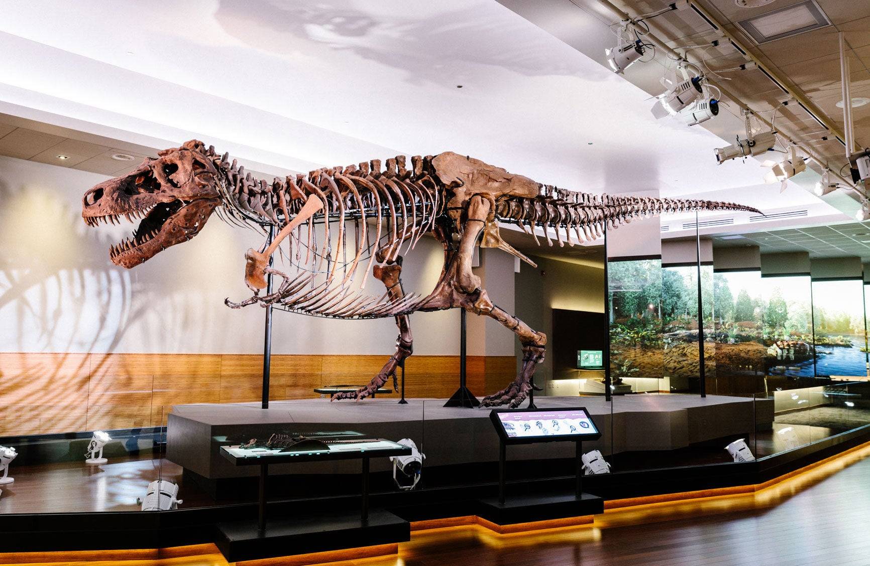 Modern T-Rex skeletal exhibit