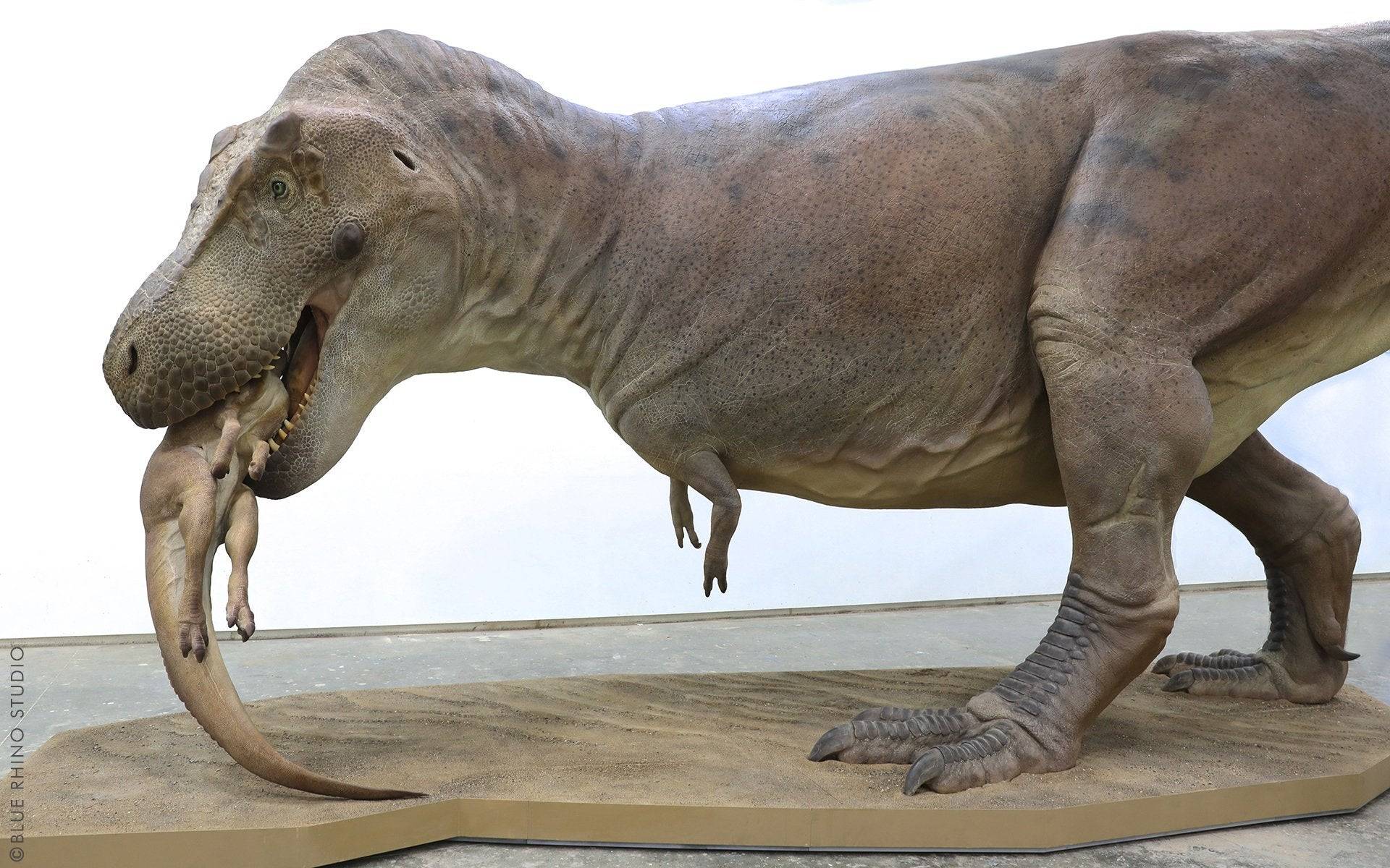 Life-sized T-Rex reconstruction